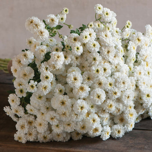 Feverfew- Tetrawhite