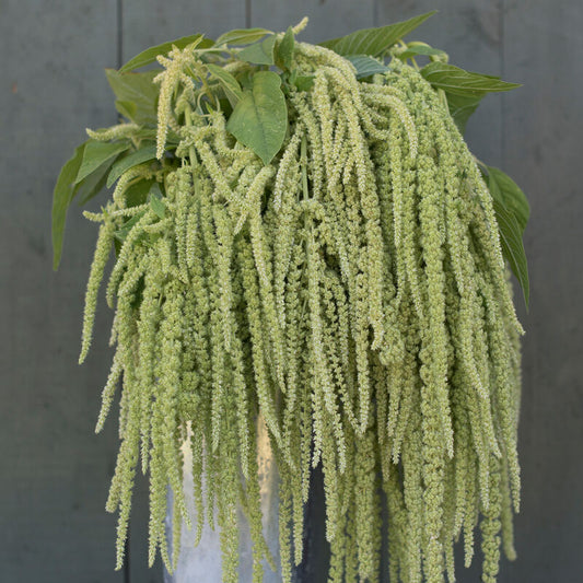 Amaranth Green Tassels