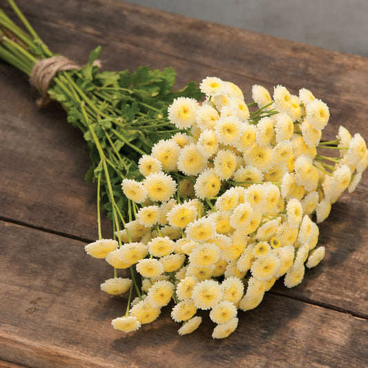 Feverfew-magic lime green