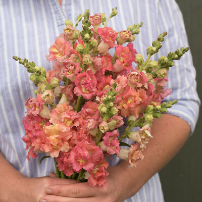 Snapdragon Madame Butterfly Bronze White
