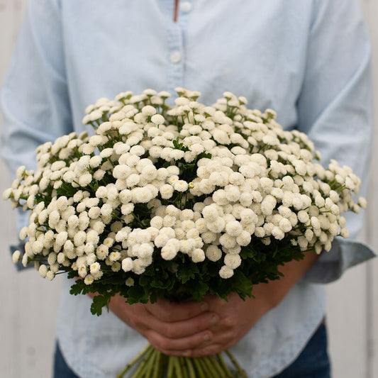 Feverfew-Virgo
