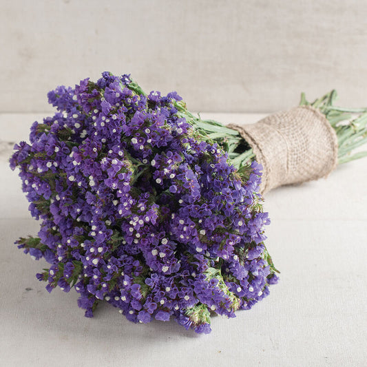 Statice-Blue