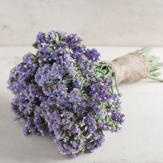 Statice-Pastel Blue