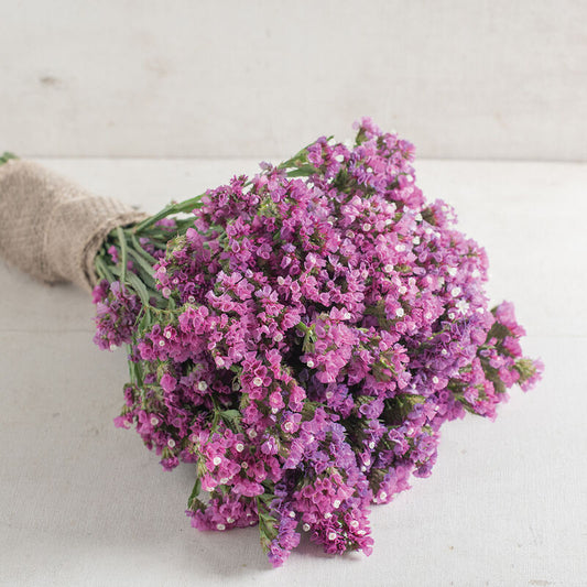 Statice- Rose