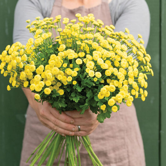 Feverfew- Sunnyball