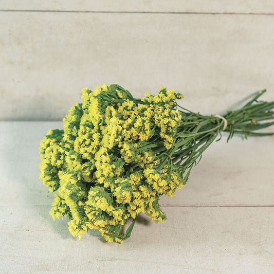 Statice-Yellow