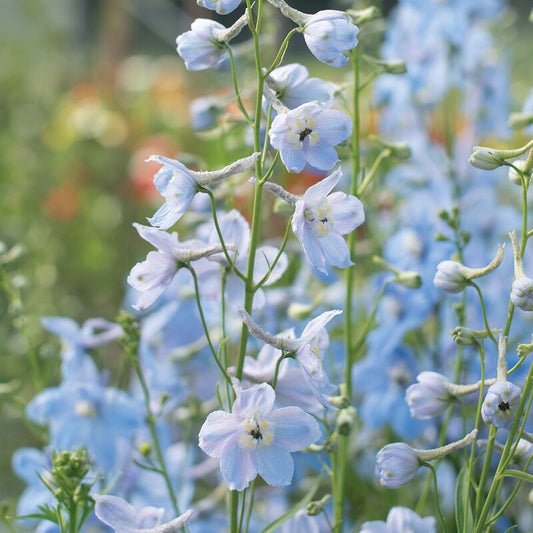 Delphinium -light blue