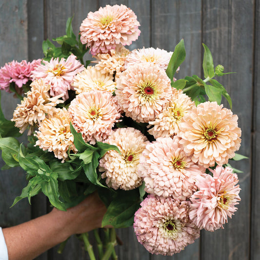 Zinnia-Ballerina