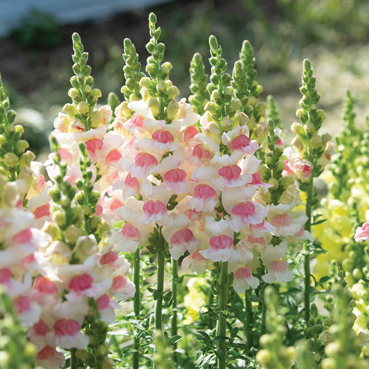 Snapdragon Apple blossom