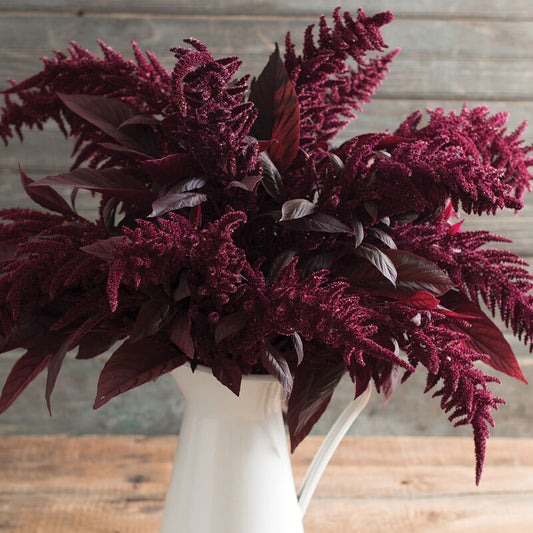 Amaranth-upright burgundy