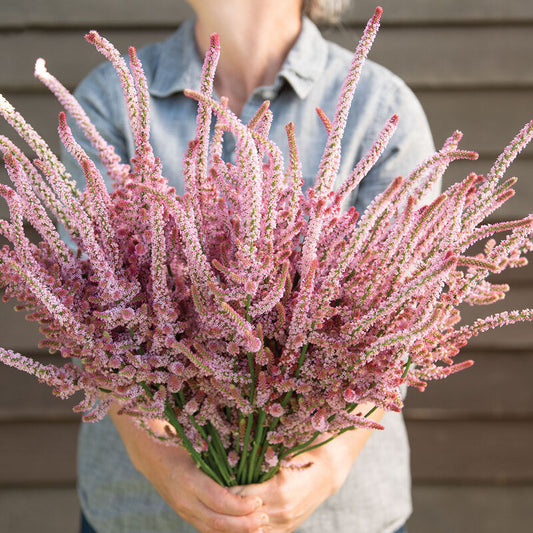 Statice-Pink Pokers