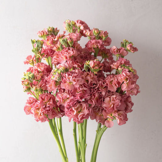 Stock-Antique Rose