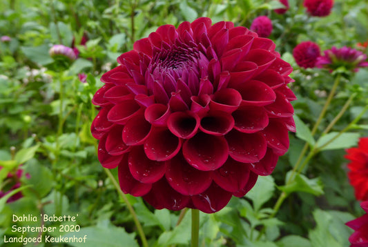 Dahlia Ball Burgundy