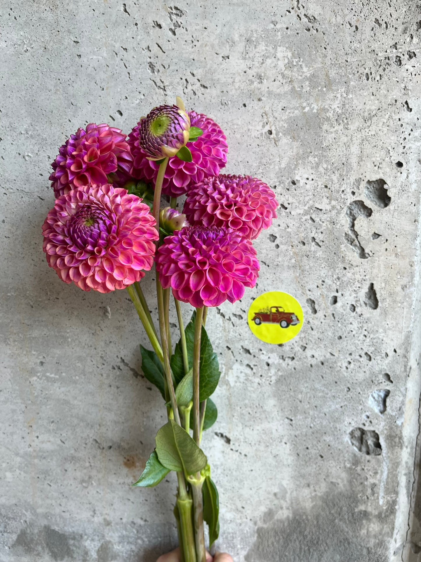 Dahlia Ball Pink