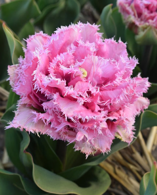 Tulip Cairns