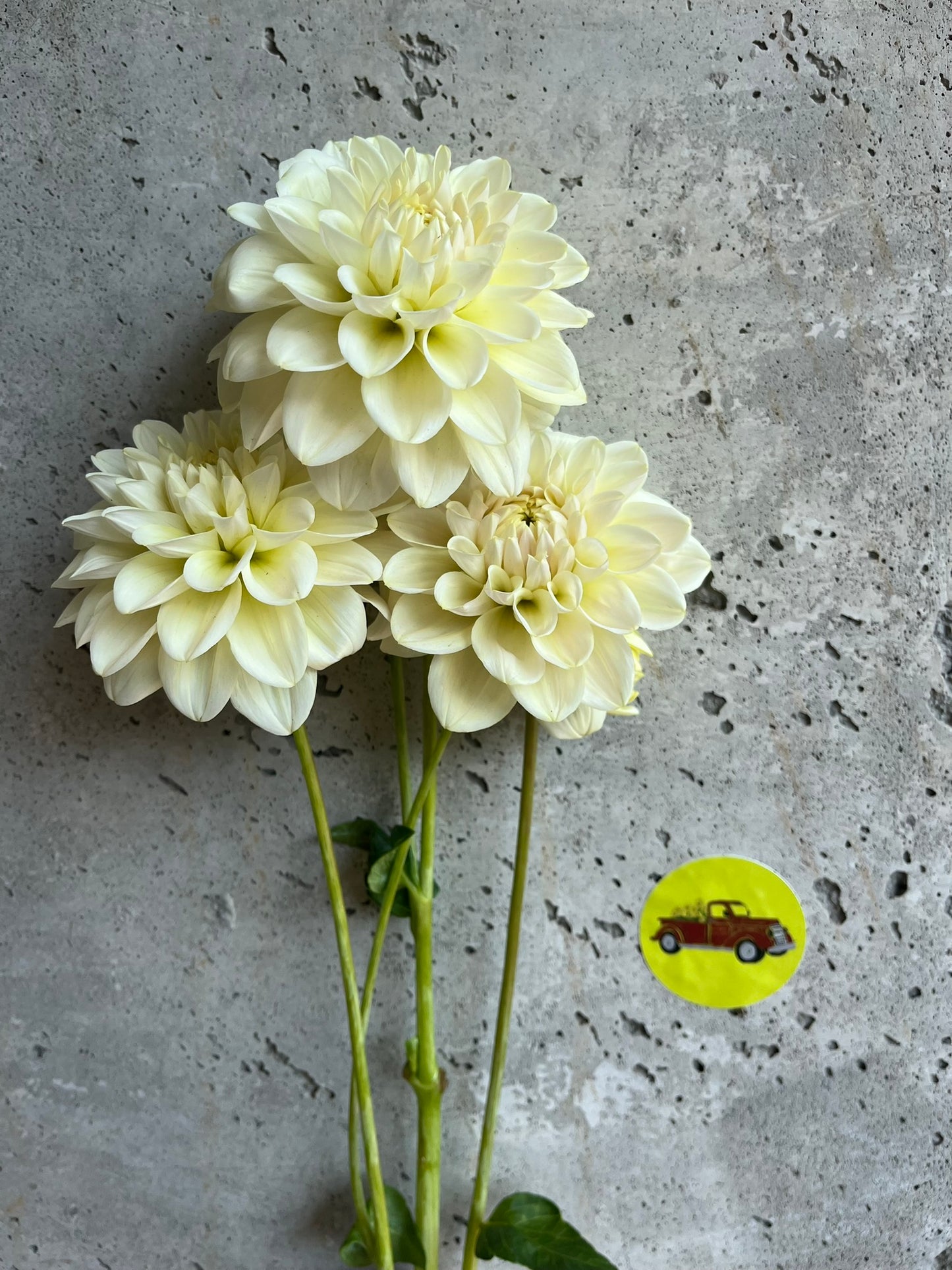 Dahlia Decorative White