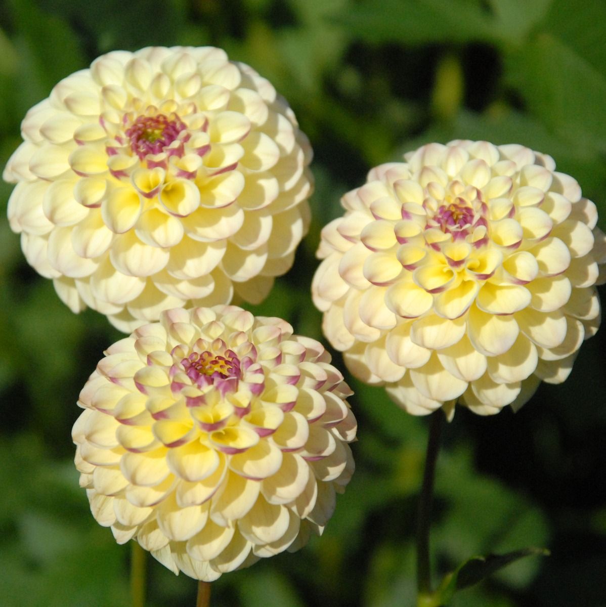 Dahlia Pompon Yellow