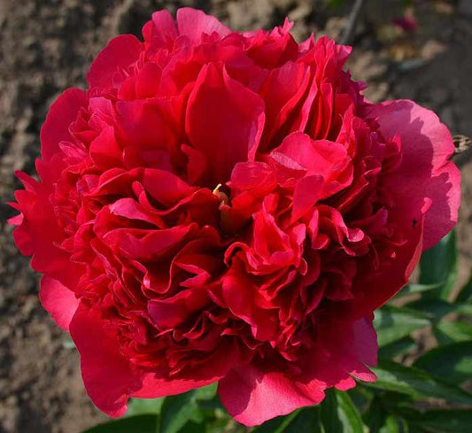 Peony-deep red