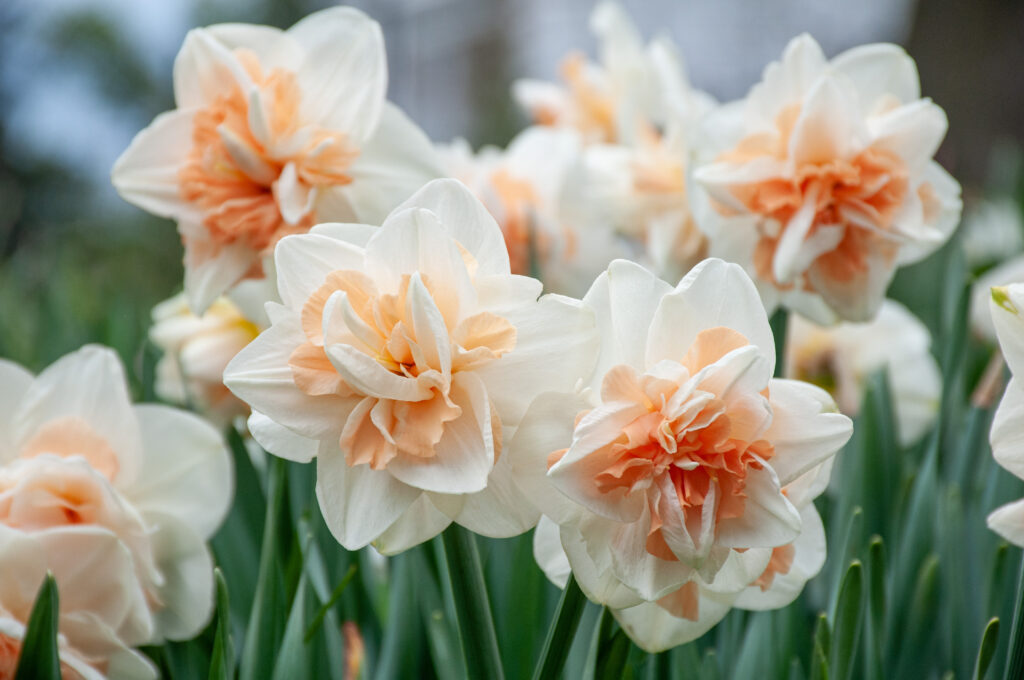 Narcissus Delnashaugh