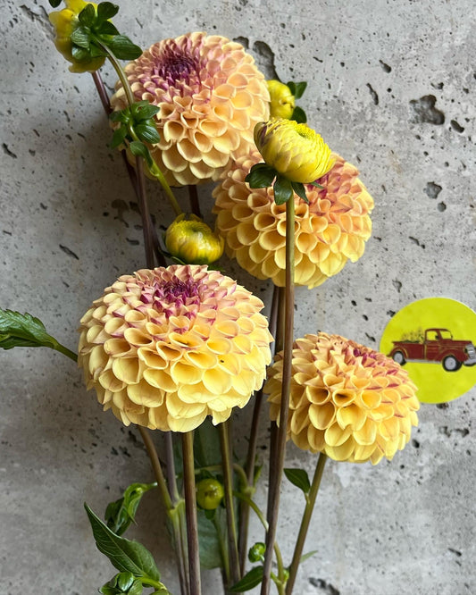 Dahlia Ball Yellow