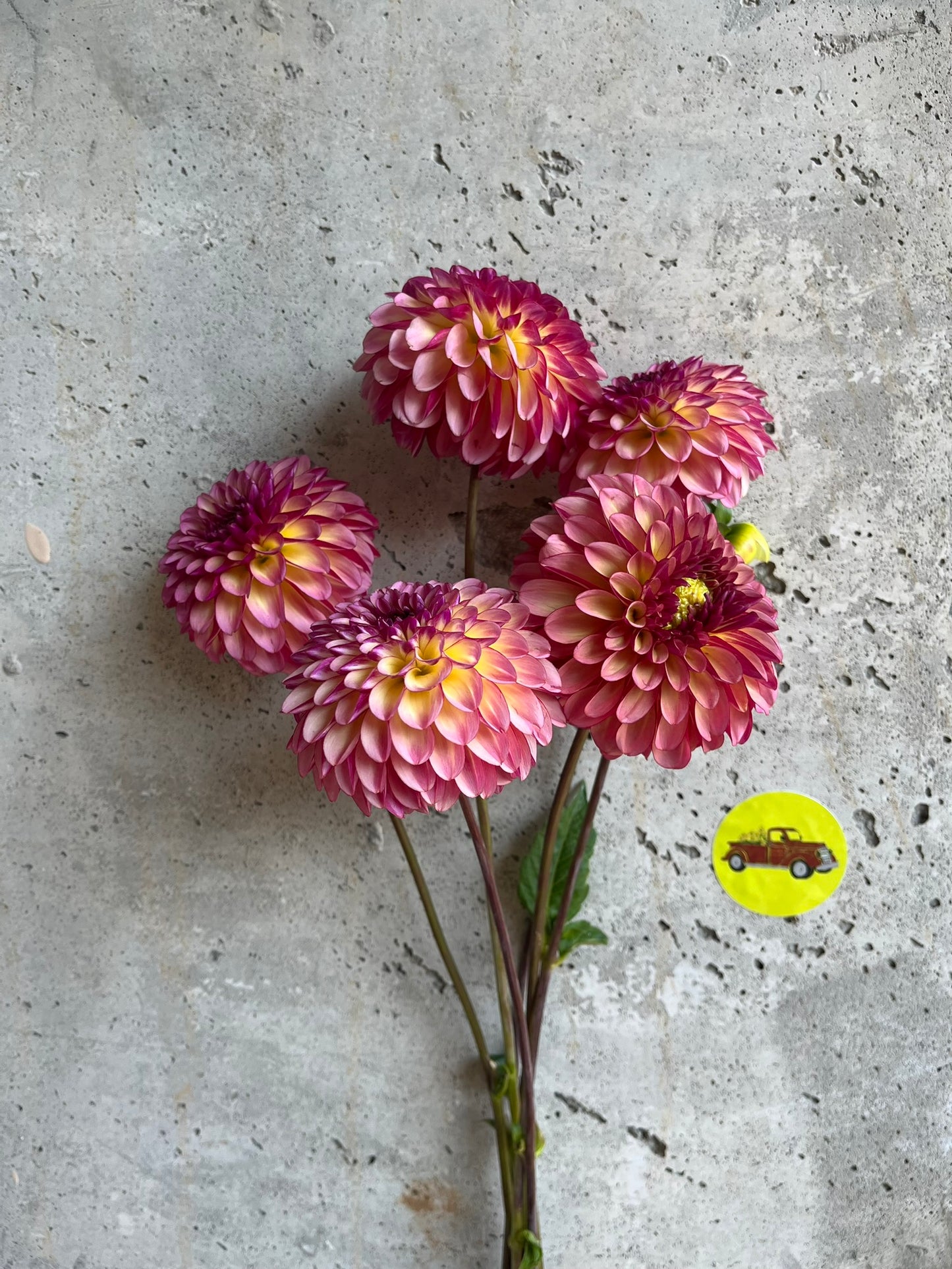 Dahlia Decorative Purple