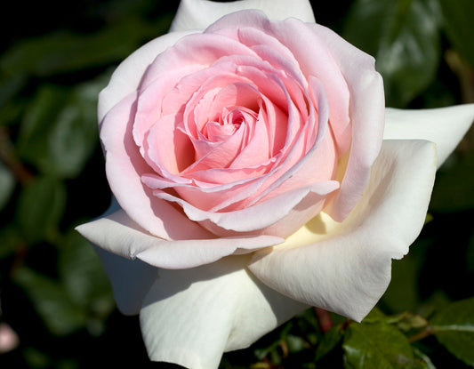 Garden Rose Francis Meiland/Earth Angel