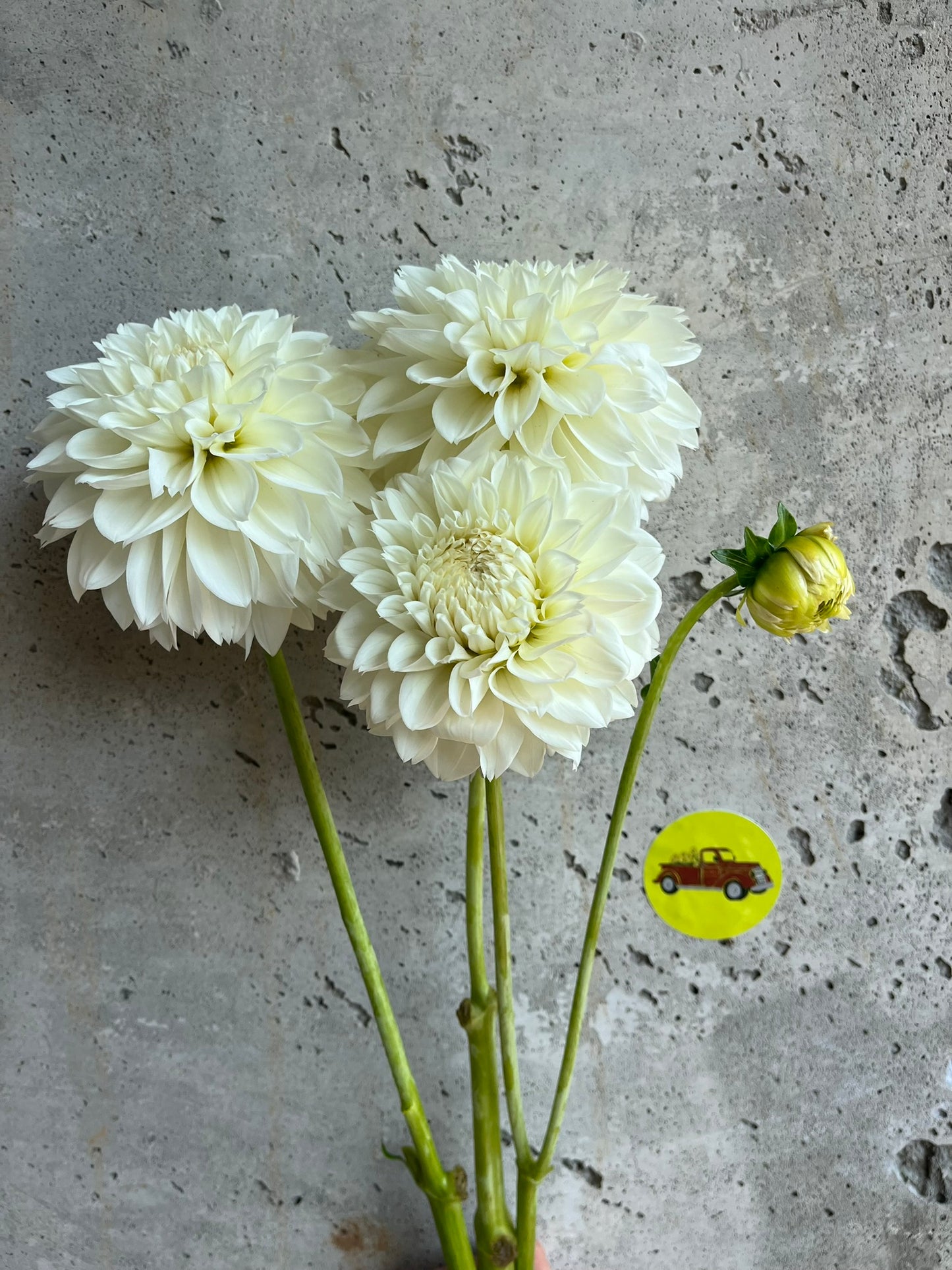 Dahlia Decorative White