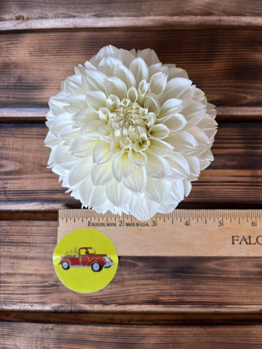 Dahlia Decorative White