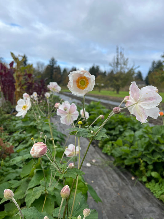 Japanese Anemone White