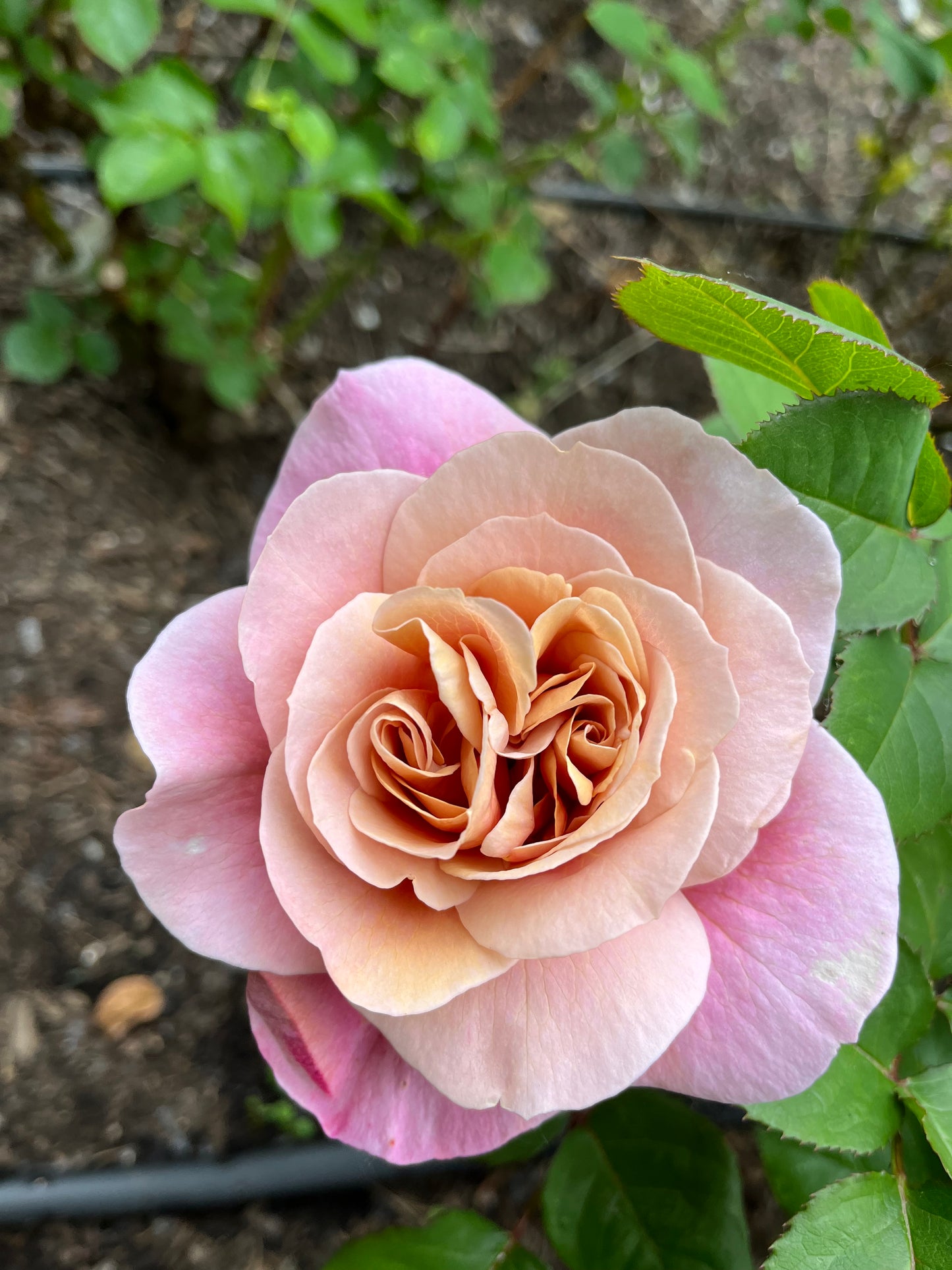 Garden Rose Distant Drums