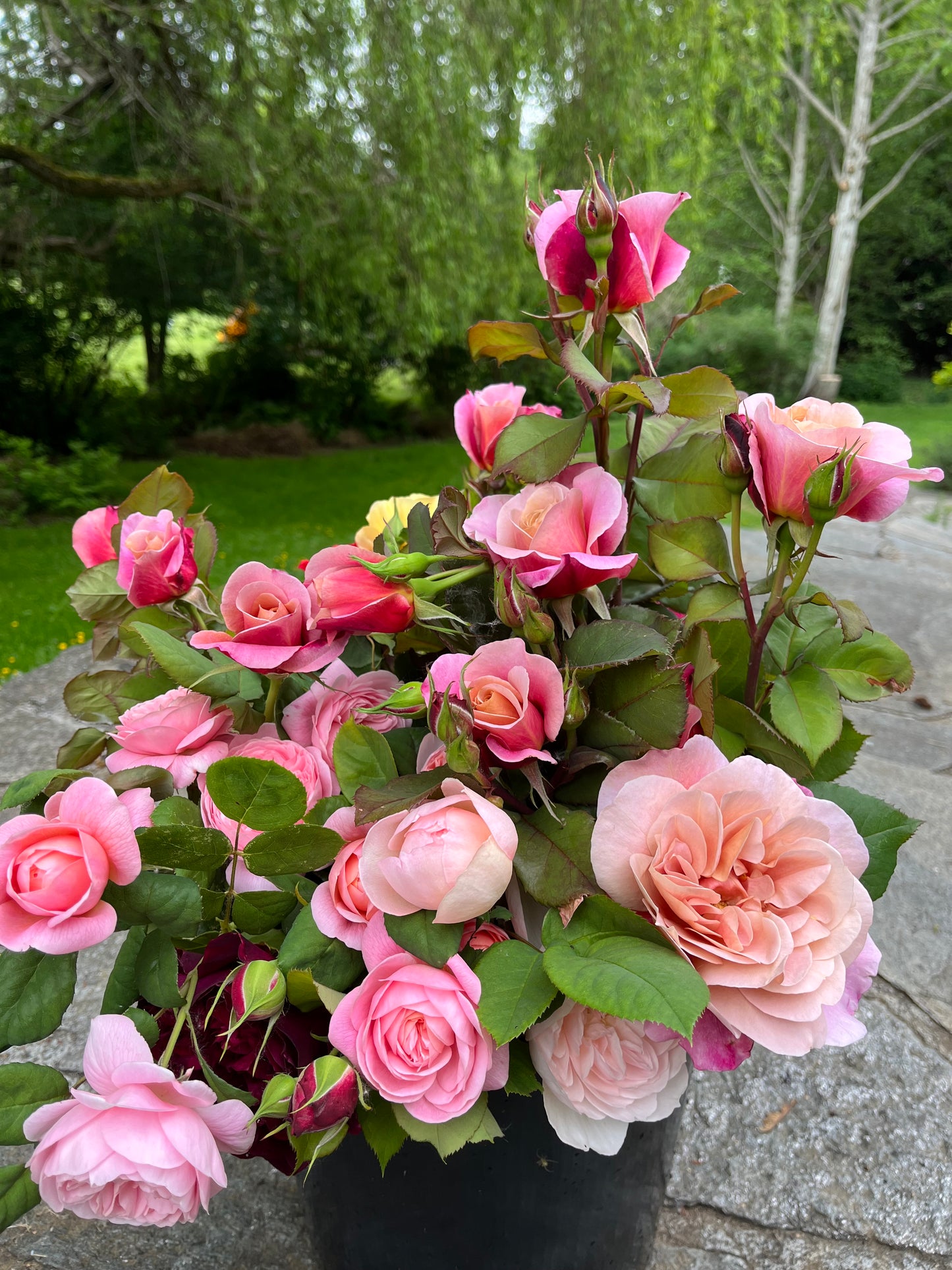 Garden Rose Distant Drums
