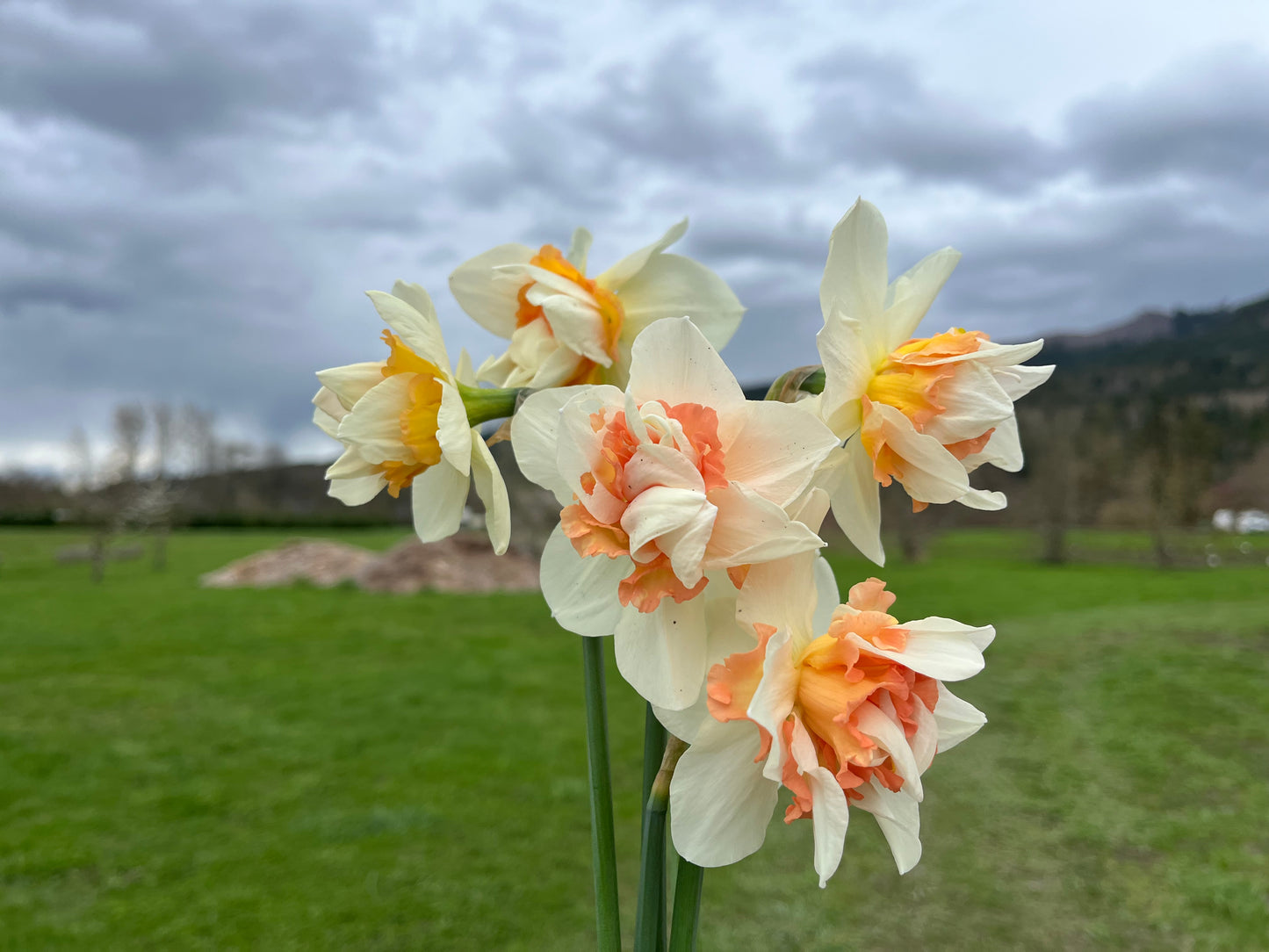Narcissus Replete