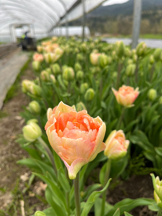 Tulip Charming Lady