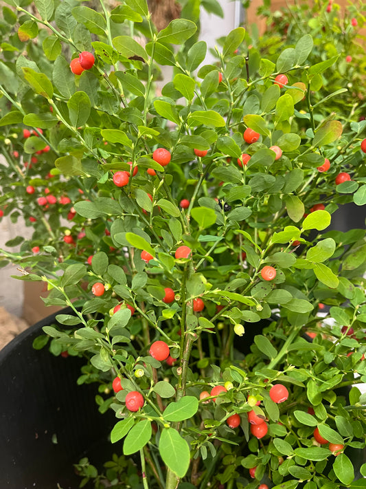 Huckleberry