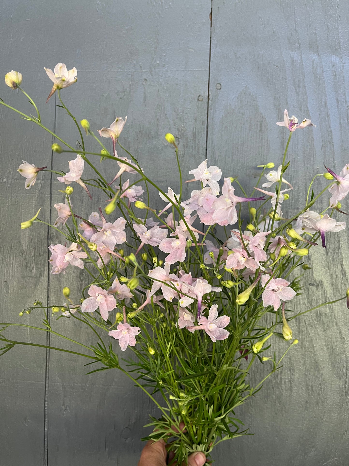 Delphinium-Chinese Pink