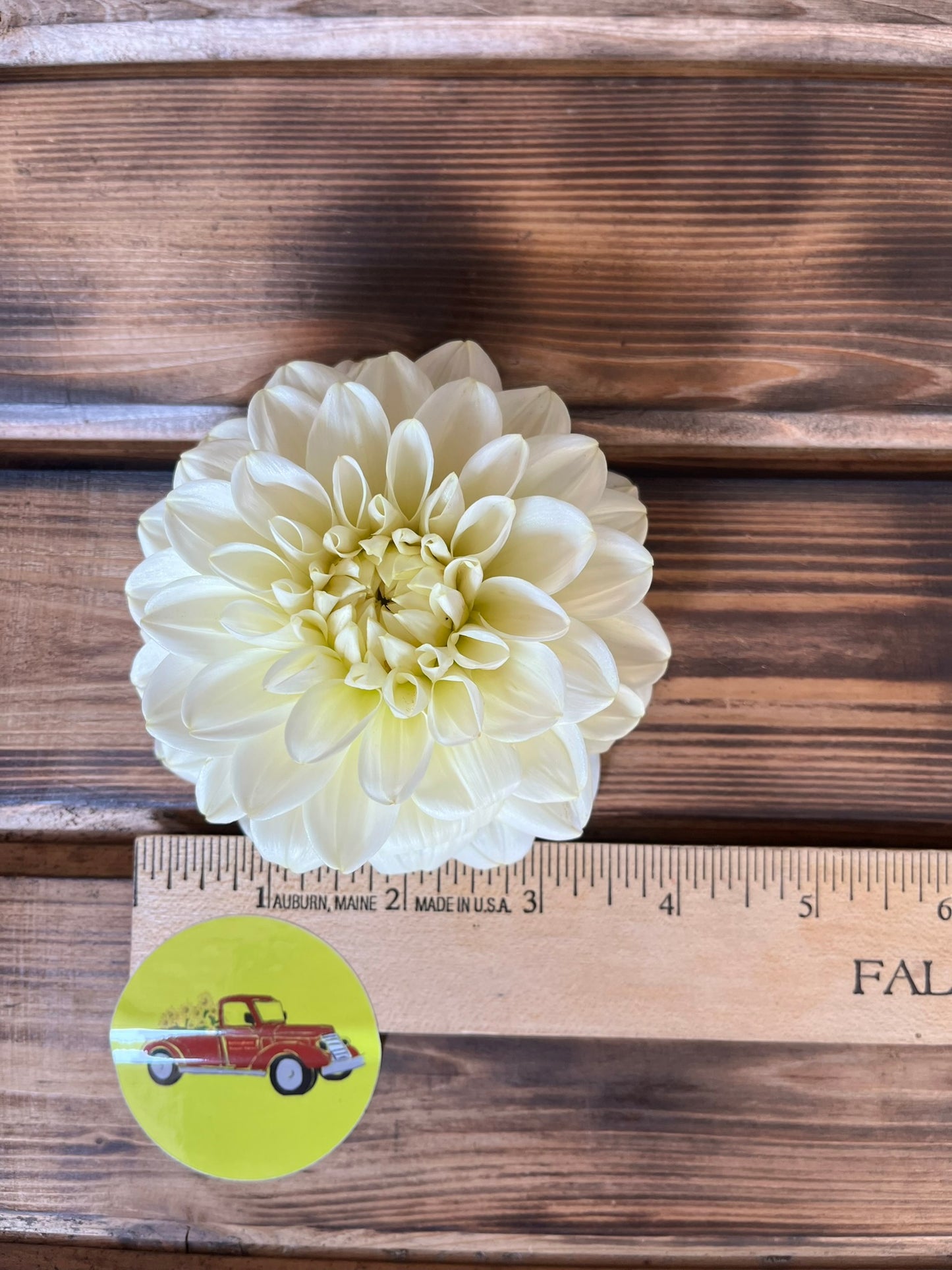 Dahlia Decorative White