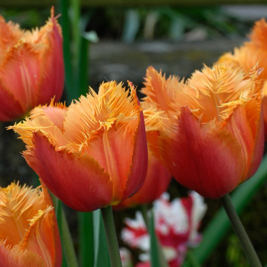 Tulip Lambada