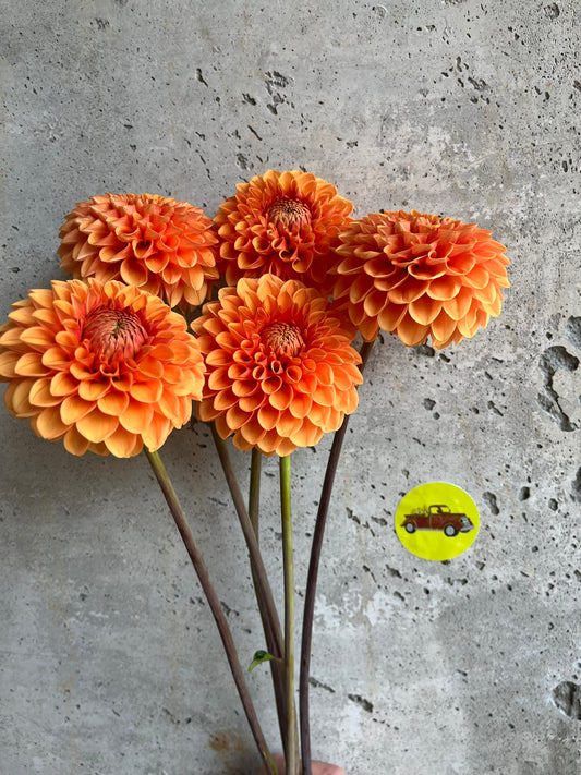 Dahlia Ball Orange