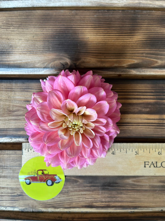 Dahlia Decorative Pink