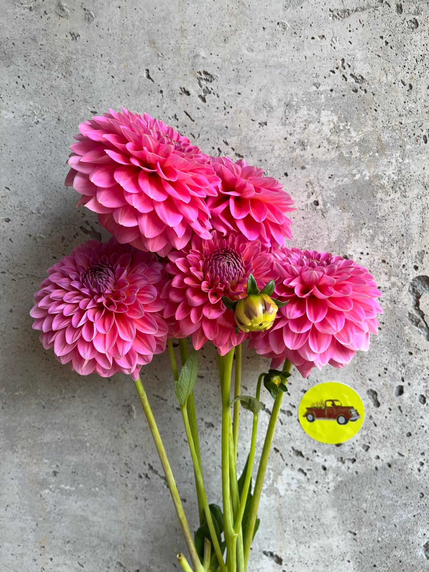 Dahlia Decorative Pink