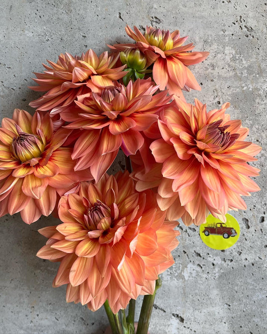 Dahlia Decorative Orange