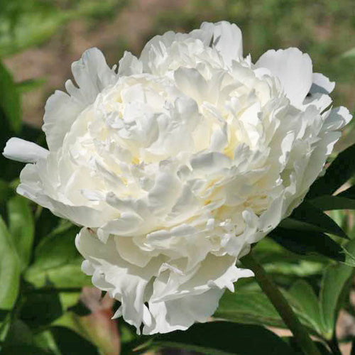 Peony-White