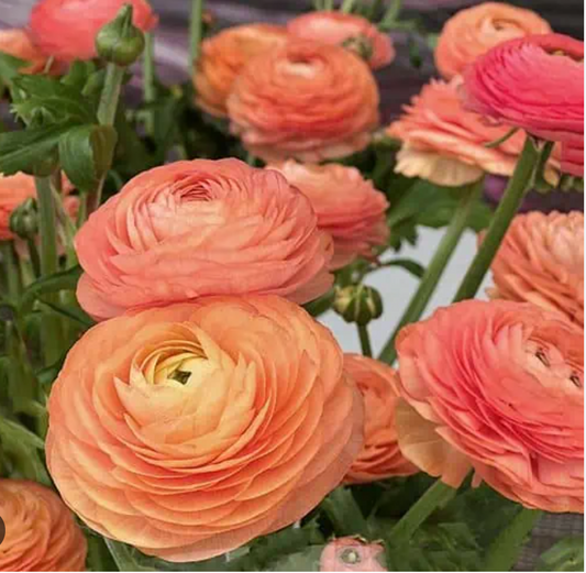 Ranunculus Elegance Salmone