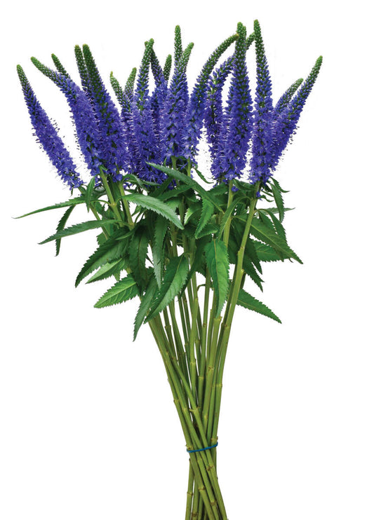 Veronica Blue