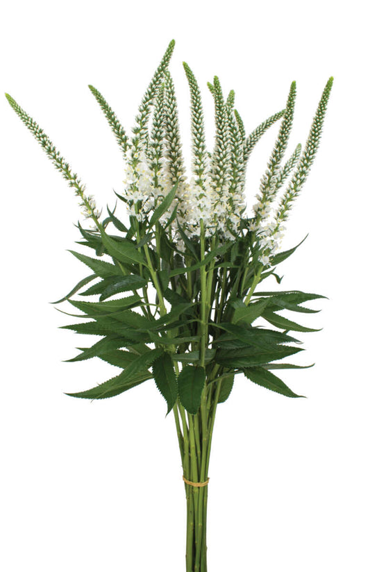 Veronica-White