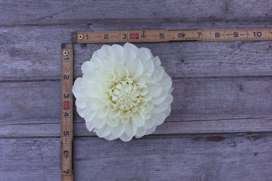 Dahlia Ball White