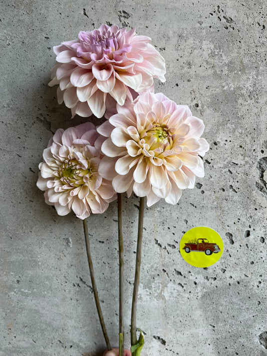 Dahlia Decorative Blush