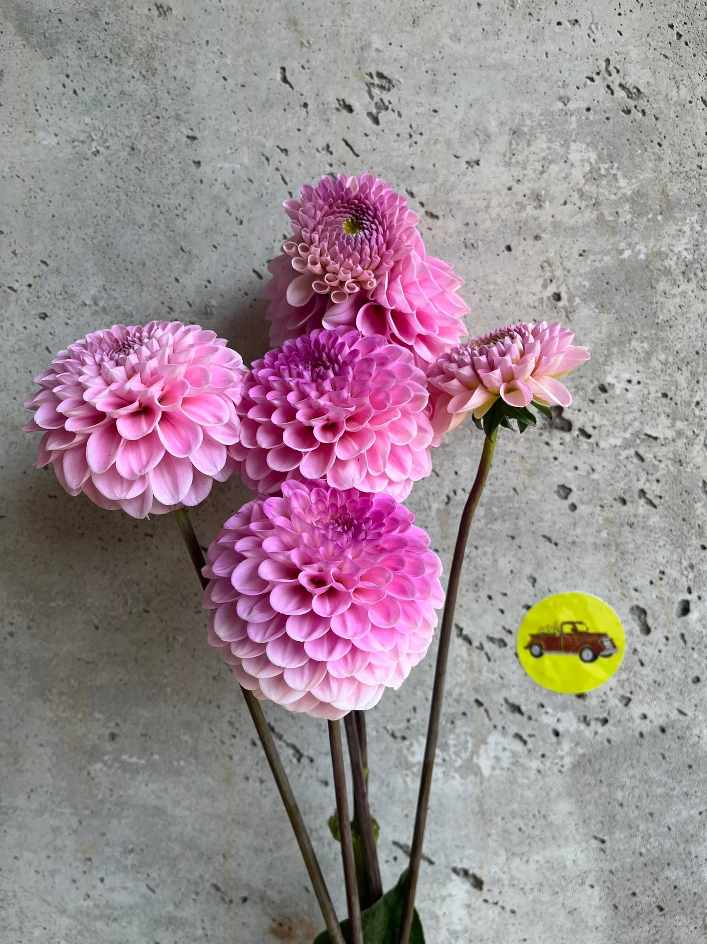 Dahlia Ball Blush