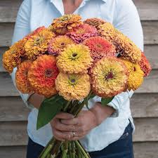 Zinnia-Aurora