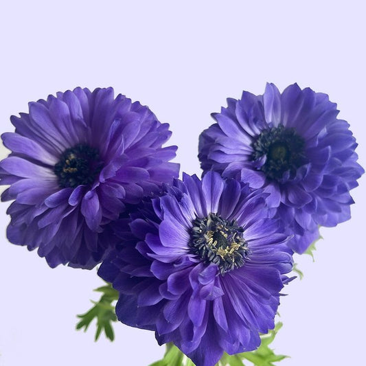 Anemone Levante Azzuro